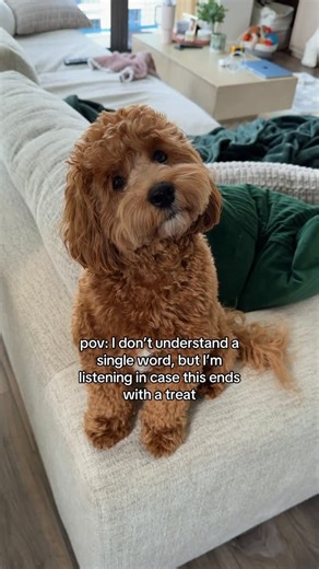 Theo the Cockapoo on Instagram: "The head tilt kills me every time 😭 why do they all do this when they’re “listening”?? Please tell me your dog does this too #doodlelovers #dogparents #headtilt #cockapoo #dogtreats"