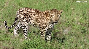 This is the first animal we saw today in the park. Hardly after we had entered the gate we came across this beautiful leopard on a mission. In half a day other wonderful sightings of Lion , Rhinos both white and black , Buffaloes, Lovely elephants and many other animals. How I love this wonderful place called Kruger National Park. | Nombekana Safaris and Wildlife Photography