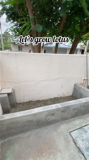 🪷Let’s grow lotus in pot 🪷