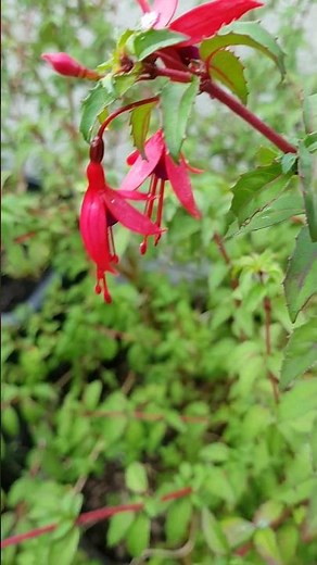 Fuchsia riccartonii and how to take cuttings