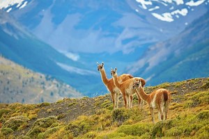 9 of the best wildlife experiences in Patagonia: what to see and where