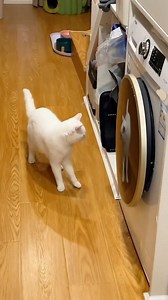cat vs dryer vs crockpot | Cats are Metal