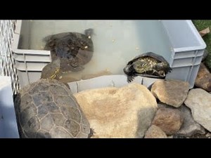 35年以上飼っている亀と自然音の癒しライブ🐢（作業用・睡眠用）5/3（日）Live Turtle Cam