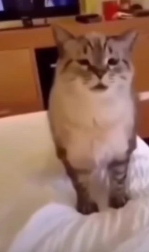 Cat Sneeze Explosion | Funny Animal Video