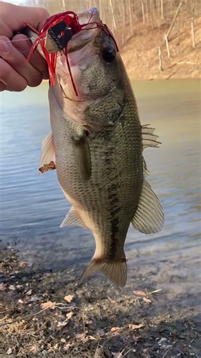 Pre-spawn Largemouth #fishing #bassfishing