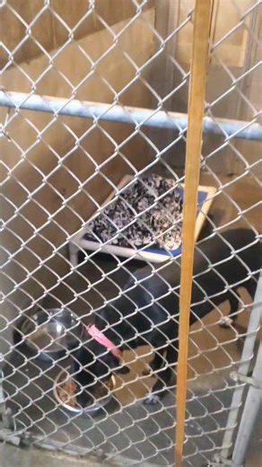 2.2K views | Coos County Animal Shelter on Reels | Facebook