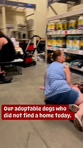73K views · 954 reactions | Our adoptable dogs who did not have much luck today. A few in this video did find a home so please check the website for current adoptable. Bridgetohome84.org | Bridge To Home Animal Rescue | Facebook