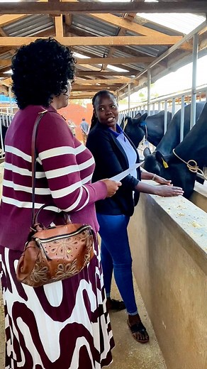 37K views · 695 reactions | Looking to boost your dairy production?  Whether you need a farm visit, training, or want to master cow comfort, feeding, and nutrition -we’ve got you covered! ✨ Learn what truly works and transform your farm today.  Call us today 0729595203 and start improving your herd’s performance! #githunguridairyfarming #carolthaithifarm #dairyfarm #dairytraining | Carol Thaithi | Facebook