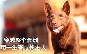 流浪狗穿越整个澳洲，用一生来寻找主人，一部看完让人泪奔的电影