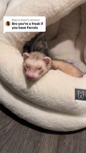 Caring for Ferrets: A Labor of Love