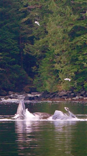 23 reactions | Search For Rare White Spirit Bears, Watch Humpback Whales. Private Sailboat. 9 Days $11995 | Natural Habitat Adventures | Facebook