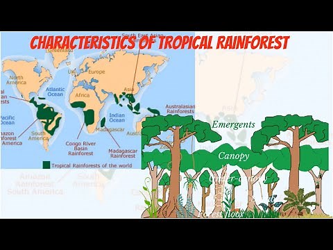 Characteristics of Tropical Rainforest (CSEC/ cape Geography unit 2)
