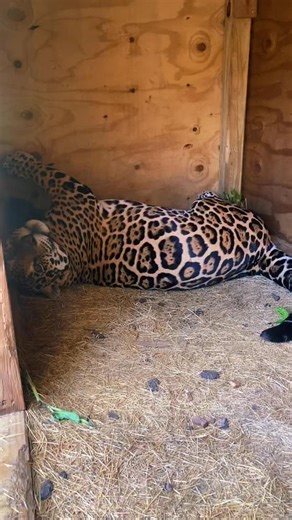 Samantha Faircloth on Instagram: "Tank man ❤️🐆 www.Singlevisioninc.org"