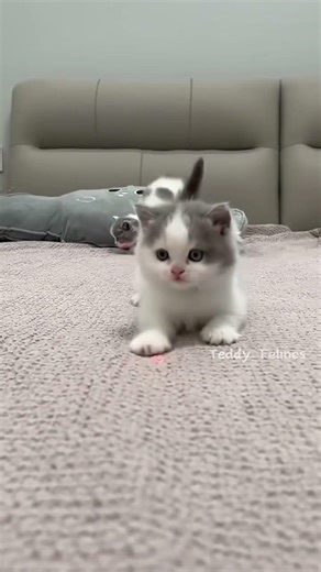 Cutest Kitten Meowing Ever 😻 #cat #kitten #pets #shorts #fyp #shortsfeed #viral #yt