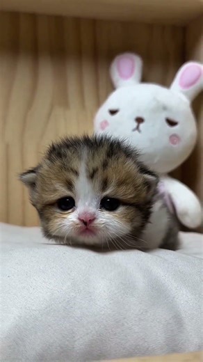 Day 196 posting about cute, adorable, funny Pets & Animals moments