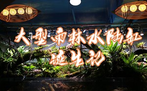 可能是B站最大的热带雨林水陆生态缸，造景全过程