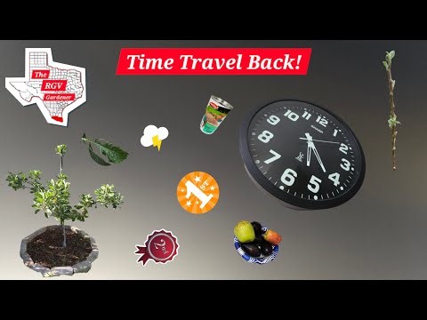 Lost Origin of my Anna Apple 🕜 || The RGV Gardener