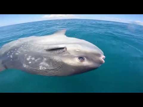 You Found the Most Dramatic Fish in the Ocean | Part 5🙄🔦