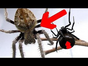 Redback Spider Vs Giant Hairy Scary Orb Spider Amazing Sucking Fluids Spider Feeding