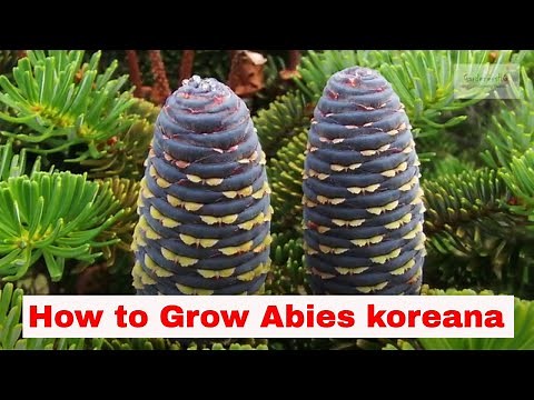 Abies koreana Growing Guide