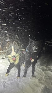 102 reactions · 7 comments | Breakthrough. We dialed in Floki’s hunting weight and he dialed in on training. We also took out our new Bragg line Seppalas for another warm up before integration into the team! www.MushMaine.com #seppalasiberian #mainestatedog #Sleddog #Maine #mushing #siberian #huskyworld #dogsofinstagram #dogsledding #Seppala #polandspring #mushmaine #centennialseppalaexpedition | Mush Maine: Home of the Seppala Siberian Sleddog | Facebook