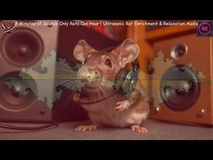 🎧 8 Minutes of Sounds Only Rats Can Hear 🐀 | Ultrasonic Rat Enrichment & Relaxation Audio