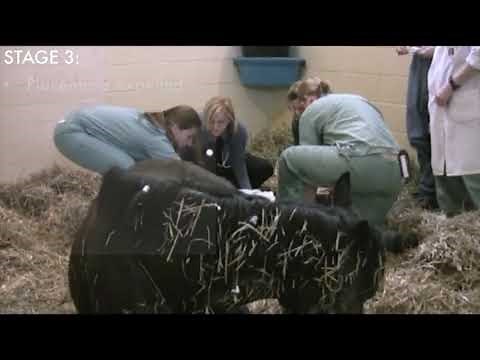 Foaling How To's Monitoring Foaling (2 of 2 "Foaling How-To's" videos)