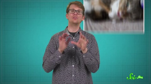 How animals can get high in the wild