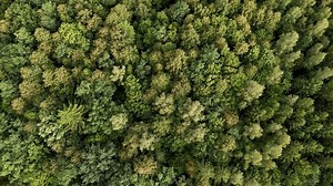 Forest Canopy Above Stunning Aerial Perspective Stock Footage Video (100% Royalty-free) 3634904151 | Shutterstock