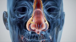 Anatomical Visualization of the Human Nasal Structure and Associated Vascular Network in a Detailed 3D Perspective | Premium Stock Video Footage