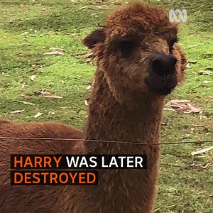 BLOOD-SPITTING ALPACA ATTACK 🐐 A Mt Barker woman is recovering in hospital after a vicious alpaca attack. Full story: https://ab.co/2zJTJBh | ABC Great Southern