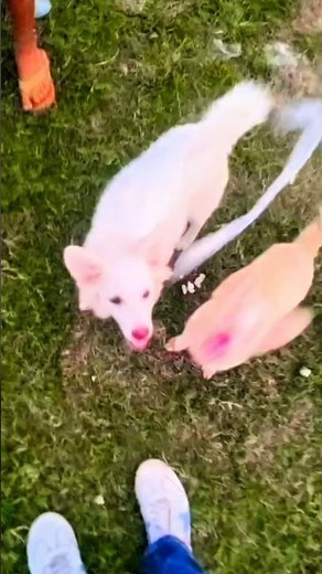 Crazy Puppy Reactions 😍🤣 | Must Watch Funny Dog Video