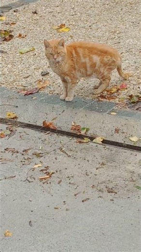 685🇨🇵🤱🌍🐈 la rune Gaïa (N' 135 signification : le chat MYSTIQUE).