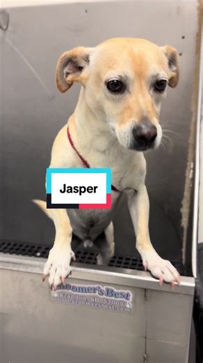 Effective Dog Bathing Tutorial for Chihuahuas