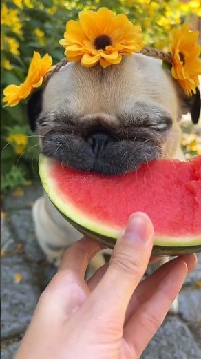 Precious Pug with Flower Crown eats Watermelon (ASMR) 🍉🌼 #pug #dog #asmr #cute