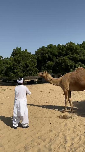 desert videos on Reels