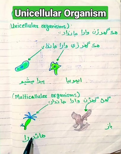 Unicellular Organisms | Shape| Structure|