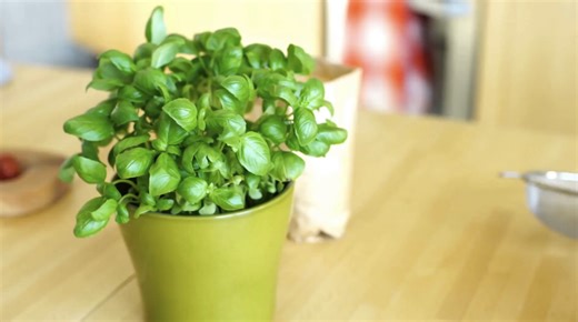 10 Easy Herbs to Grow Indoors All Year Round