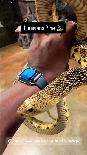 Beautiful endangered Louisiana Pine snake at Black Bayou Lake Monroe, Louisiana