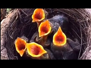 Starling Growth Time lapse ( from egg to free flight )