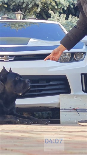Your Dog Wouldn’t Last 10 Seconds… Watch This Cane Corso