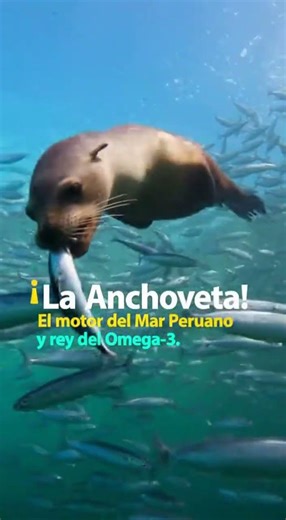 The LITTLE ONE that MOVES the WORLD! 🐟🌊 #ShortsPeru #Anchovy #PeruvianSea #didyouknow #shortsperu