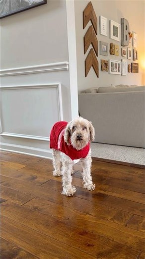 13 year old #labradoodle #puppy #dogs 🐶