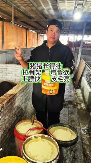 Pig Farming Success: Watch How Pig Farmers Make It Easy