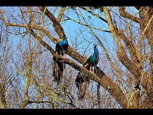15 Amazing Facts on Peacock | KNOW iT | Amazing Facts for Children | Bird Facts