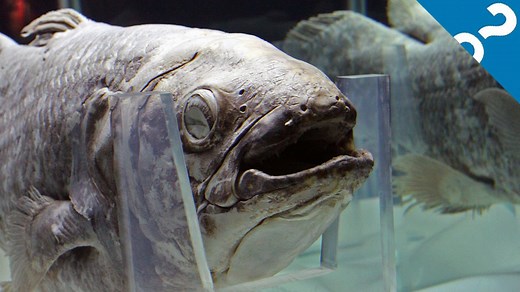 233K views · 45 reactions | 5 Bizarre Facts About The Coelacanth | Howstuffworks | Facebook