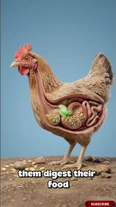 Why would a chicken EAT a rock?!🐔