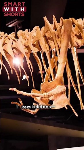 The First T. rex Fossil – When & Where? Hell Creek #trex #dinosaur #fossils #prehistoric