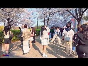 Yeouido Cherry Blossom Festival Seoul 2026 🌸 | Korea's Most Beautiful Spring Walk [4K HDR]