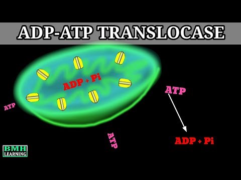 Adenine Nucleotide Translocator | ADP-ATP Translocase |